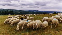 Stádo osmi set ovcí se pase na krunohorských loukách poblí Hebené.
