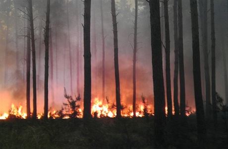 Poár lesa (ilustraní foto)