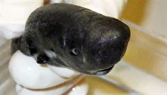 V Mexickém zálivu vědci objevili kapesního žraloka, který ve tmě světélkuje