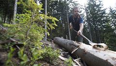 Na odkorování pokácených strom nemá Správa Krkonoského národního parku...
