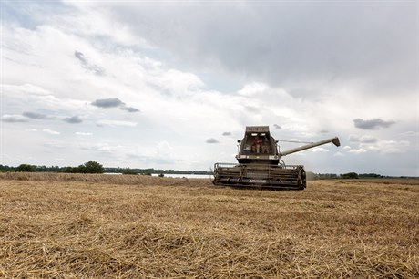 Bezmála 60 procent polí s obilím sklidili farmái v Olomouckém kraji, kde jsou...