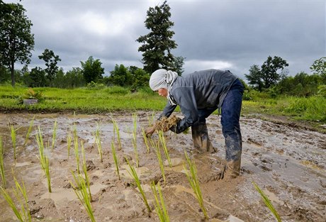 Práce na rýžovém poli