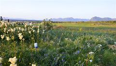 Na první jamce jsou celkem tyi vikingské hroby, zbytek je rozesetý po...