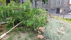 Neznámý vandal poničil vzácné trnovníky pražské. ‚Zahradníci mají kromě vzteku i motyky,‘ reagoval institut