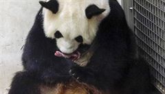 Pandí matka Hao hao drí svá mláata