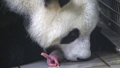 Pandí matka se svým mládtem.Samice Hao hao byla belgické zoo vypjena z íny...