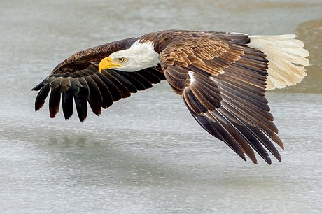 Orel Blohlavý, symbol USA.