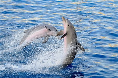 Skákající delfíni