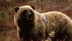 Medvdm grizzly se da na dvou mstech americkho Zpadu