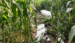 Jeden z vtro, ji se srazili na Trutnovsku, po dopadu do kukuiného pole.