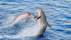Steden LN: Drezura delfn v esku? ady jsou proti