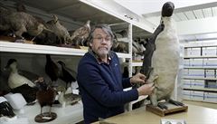 Před 60 miliony let žil na Zélandu obří tučňák. Jeho zlatý věk nastal nedlouho po vymření dinosaurů