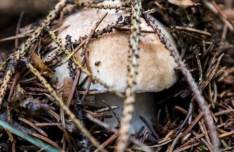 Leton sezona je pro houbae velmi bohat.