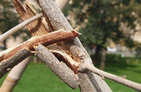 Detail na zlomen vzcn strom.