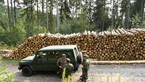 Ve sttnch lesch, kter tvo 39 procent celkov lesn plochy v Sasku, jsou...