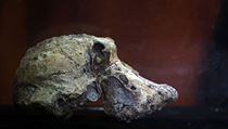 Fosílie byla objevena v Etiopii