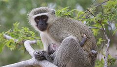 Na karibském ostrůvku Svatý Kryštof žije více opic než obyvatel
