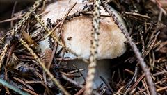 Letoní sezona je pro houbae velmi bohatá.