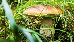 Houby letos rostou v�ude.