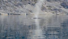 Gejzír v Grónsku.