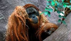 Orangutan z indonéské zoo kouřil, zahrada opět čelí kritice