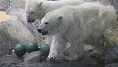 Pražská zoo musela utratit lední medvědici Boru. ‚Byla klidná a milovala jídlo‘