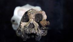 Lebka australopitéka stará piblin 3,8 milionu let