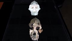 Lebka a její 3D kopie