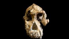 Lebka stará 3,8 milionu let