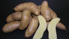 Odrda bramboru Kekovské rohlíky