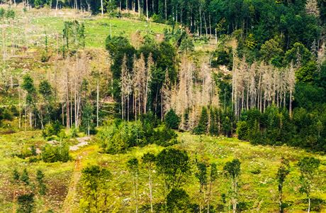 Loni spodal krovec 50 tisc hektar les  odhady pro leton rok hovo o...