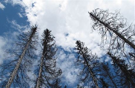 Stromy napadené krovcem - ilustraní fotografie