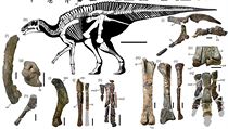 Část ocasu dinosaura byla nalezena v roce 2013, zbytek kostry vědci odhalili...