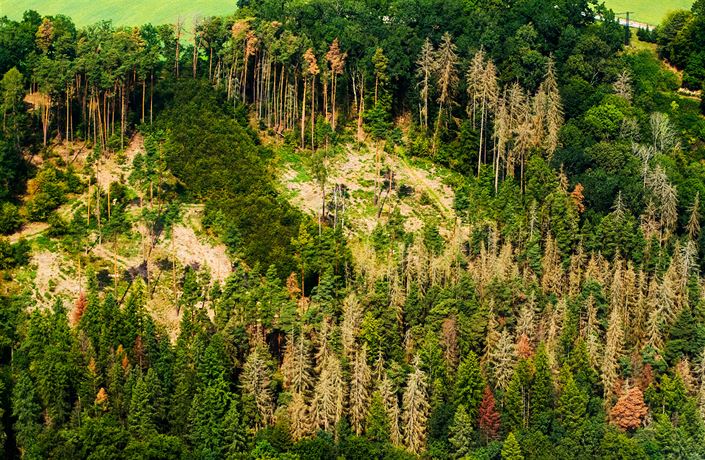 Olysalé plochy a hromady pokácených strom� názorn� ilustrují studená...