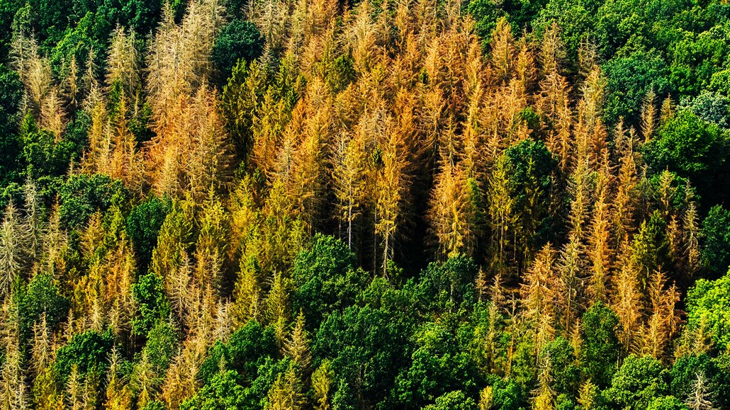 Vedle estetických a hospodářských dopadů má dramatický úbytek lesů dopad i na...