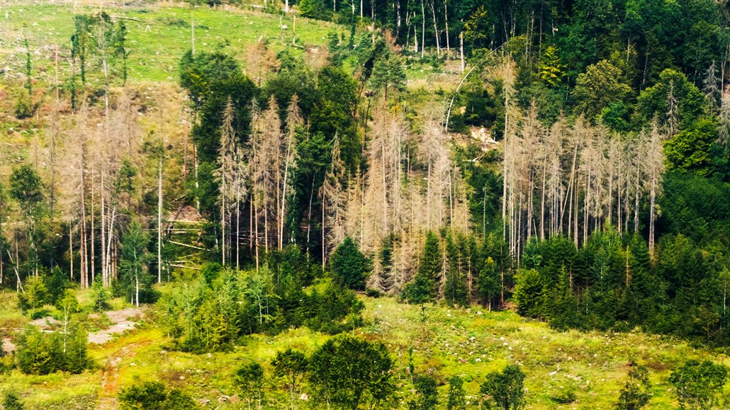 Loni spořádal kůrovec 50 tisíc hektarů lesů – odhady pro letošní rok hovoří o...