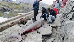 Exkluzivní reportáž z Grónska: Na ulici se povalují obří obratle velryb, rozruch vzbudil vylovený žralok