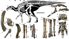 ást ocasu dinosaura byla nalezena v roce 2013, zbytek kostry vdci odhalili...