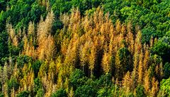 Vedle estetických a hospodáských dopad má dramatický úbytek les dopad i na...