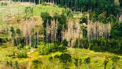 Kůrovec už se úplně vymkl kontrole, od roku 2015 situace jen eskaluje, říká expert z ochrany lesů