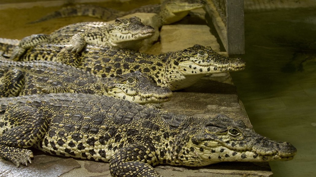 Krokodýl kubánský - ilustraní foto.