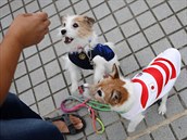 Psi obleení do japonských dres.