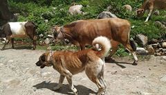 Pastevetí psi hlídají stáda nejen proti medvdm, ale i proti ostatním divokým...