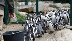 Kolonie tuák humboltových v plzeské zoo se rozrostla o nová mláata.