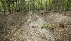 Erozní rýhy v lesích, v nich� voda odtéká a nevsakuje do p�dy. Stromy v...