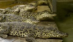 Krokodýl kubánský - ilustrační foto.