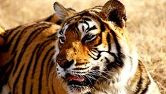 Tygr v Indii uel 1300 kilometr pi ptrn po koisti i samici