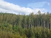 Bízy tvoí velkou ást finských les