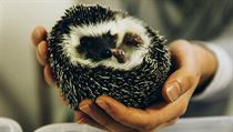 8. ročník mezinárodní výstavy exotických ježků se konal v sobotu 5. října v...