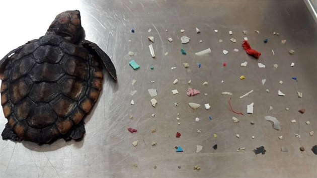 Více než 100 drobných kusů plastového odpadu mělo v žaludku mládě želvy, které...